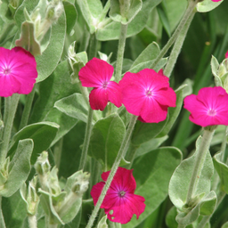 [066] Cockerel (Lychnis coronaria)