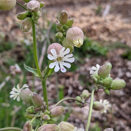 [206] Silène enflée (Silene vulgaris)