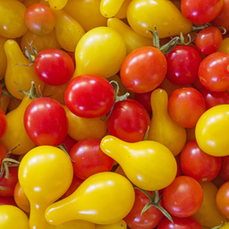 [306] Mixture of "Je Capote" Cherry Tomatoe (Solanum lycopersicum et/ou pimpinellifolium)