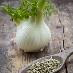 [084] Bulbous fennel (Foeniculum vulgare)