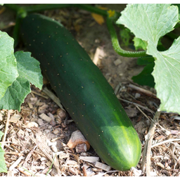 [063] Market More cucumber (Cucumis sativus)