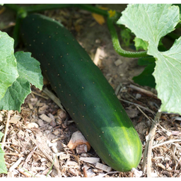 [63] Concombre Market More (Cucumis sativus)