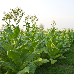 [215] Tabac Sylvestre (Nicotiana sylvestris)