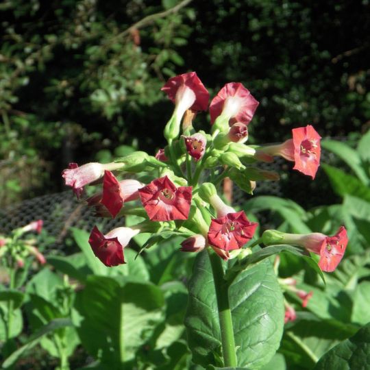 red tobacco plant Russian Red Tobacco (Nicotiana tabacum)