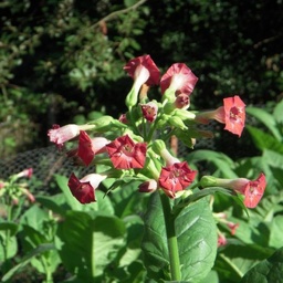 [213] Russian Red Tobacco (Nicotiana tabacum)