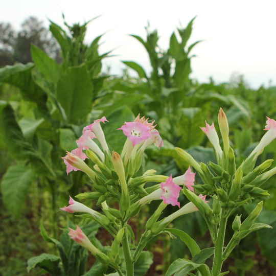 average yield of tobacco per acre How To Grow Tobacco: Farming Process From Seed To Harvest