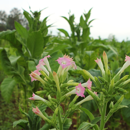 [216] Tabac Virginia Gold (Nicotiana tabacum)