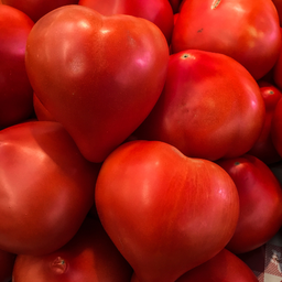 [T11] Tomate Coeur de Boeuf (Beefsteak) (Solanum lycopersicum)