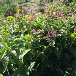 [272] Indigo Japonais (Persicaria tinctoria)