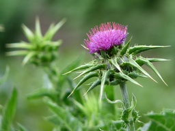 [217] Milk thistle (Silybum marianum)