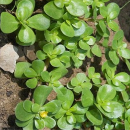 [188] Common purslane (Portulaca olerecea)