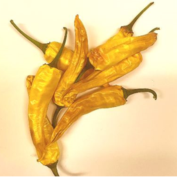 [161] Ho Chi Minh Peppers (Capsicum annuum)