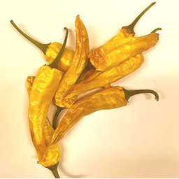 [161] Piment Ho Chi Minh (Capsicum annuum)