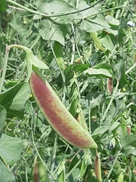 [153] Pois Blush Tendril (Pisum sativum)