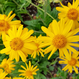 [010] Arnica (Arnica chamissonis)