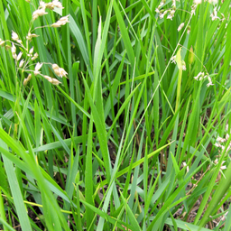 [B-03] Sweetgrass (Hierochloe odorata)