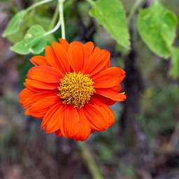 [220] Mexican Tithonia (Tithonia rotundifolia)