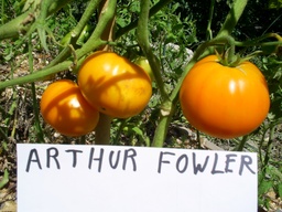 [065] Arthur Fowler Tomato (Solanum lycopersicum)