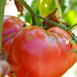 [T22] Tomate Ledoux Spécial (Solanum lycopersicum)