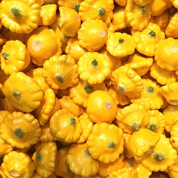 [148] Pâtisson Scalloppini Doré (Cucurbita Pepo)