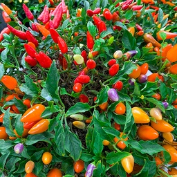 [157] Piment Cinq couleurs (Capsicum annuum)