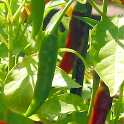 [169] Piri-Piri pepper (Capsicum frutescens)