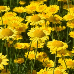 [39] Dyer's chamomile (Cota tinctoria)