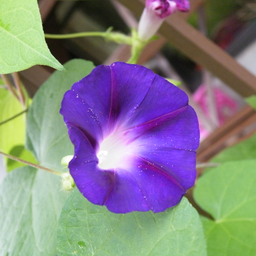 [87] Morning glory (Ipomea purpurea)