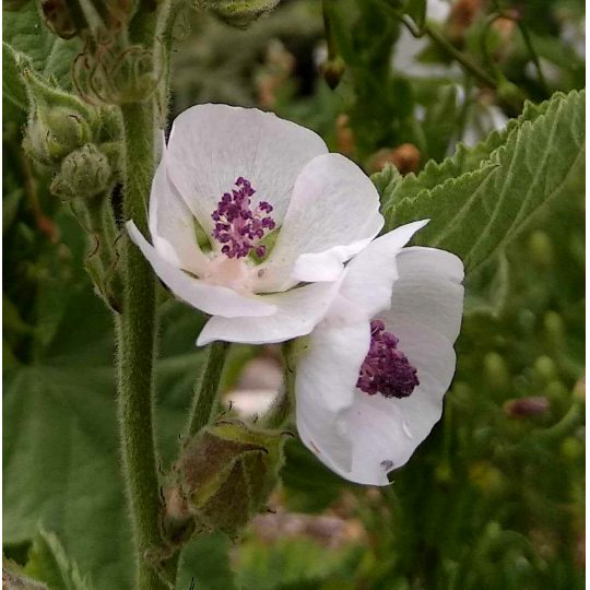 Guimauve officinale (Althaea officinalis) | Terre promise