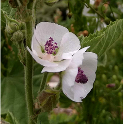 [284] Marshmallow (Althaea officinalis)