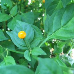 [154] Aji Charapita Pepper (Capsicum Chinense)