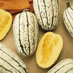 [073] Delicata squash (Cucurbita pepo)