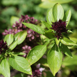 [027] Thai Basil (Ocimum basilicum)