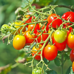 [284] Cheeseman's Cherry Tomato (Solanum Cheesmani)