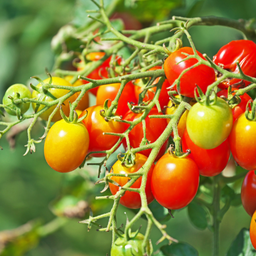 [284] Tomate Cheeseman's (Solanum Cheesmani)