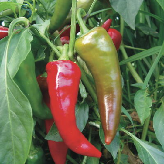 Georgia Flame pepper (Capsicum annuum) | Terre promise