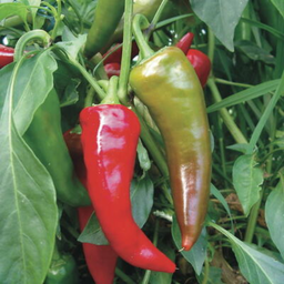 [159] Georgia Flame pepper (Capsicum annuum)
