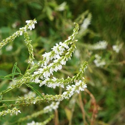 [123] White Sweet Clover (Melilotus albus)