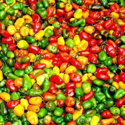 [187] Mélange de poivrons doux  (Capsicum anuum)