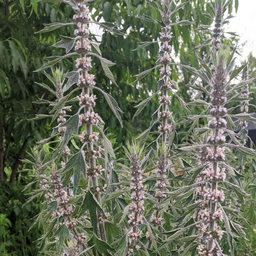 [004] Motherwort (Leonurus cardiaca)