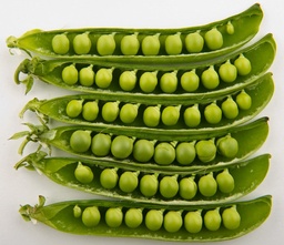 [181] Tall Telephone Pea (Pisum sativum)