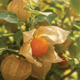 [046] Goldie ground cherry (Physalis pruinosa)