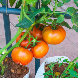 [295] Tomate Grosse Orange (Solanum lycopersicum)