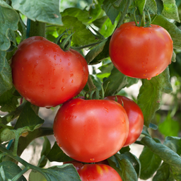 [291] Frontenac tomato (Solanum lycopersicum)