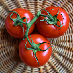 [341] Tomate 42 jours (Solanum lycopersicum)