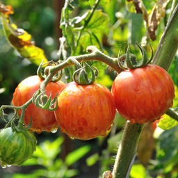 [336] Tomate Sunrise Bumble Bee ( Solanum lycopersicum)