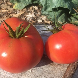 [308] Tomate Montreal Tasty ( Solanum lycopersicum)