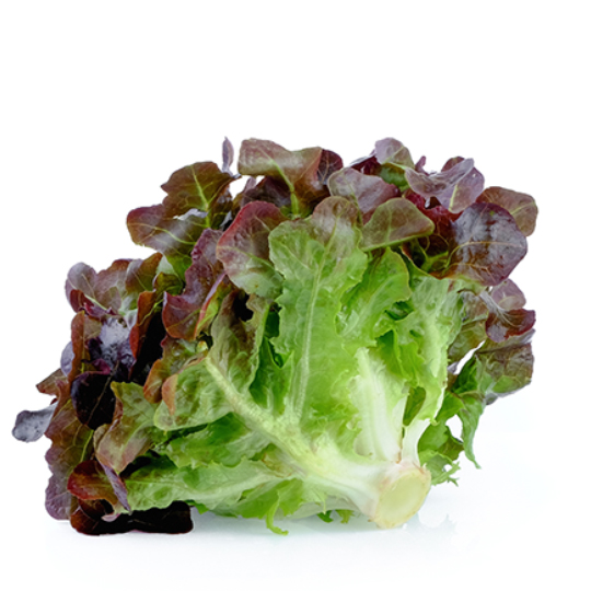 Red oak leaf lettuce (Lactuca sativa) | Terre promise