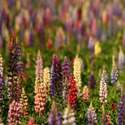 [110-2] Mixed lupine (Lupinus sp.)