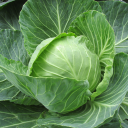 [55] Brunswick cabbage (Brassica oleracea)